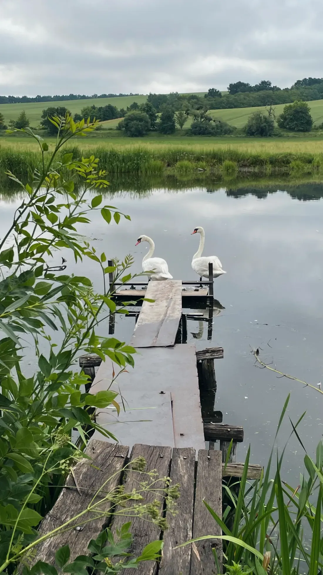 Schwäne an einem Bootssteg in der litauischen Landschaft